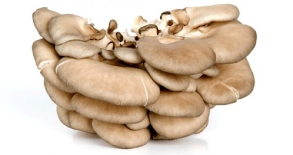 Laskagomba 4kg/rekesz